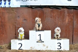 Hunde_Sieger